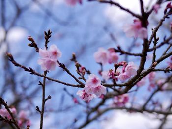 Close-up of pink cherry blossoms in spring