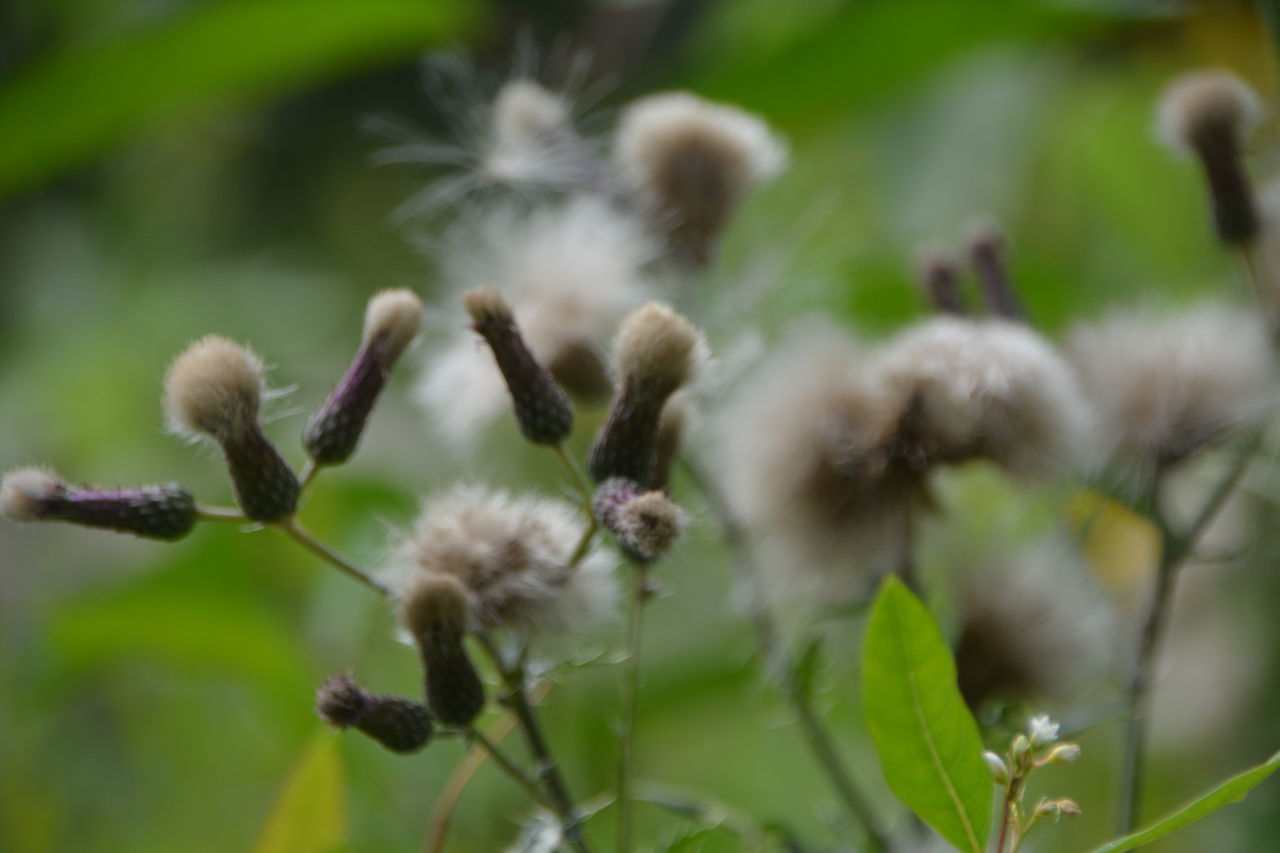 CLOSE-UP OF FLOWERING PLANTS