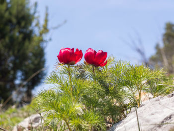 Close-up of red flower against sky