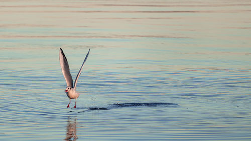 View of duck swimming in sea