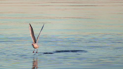 View of seagull swimming in sea