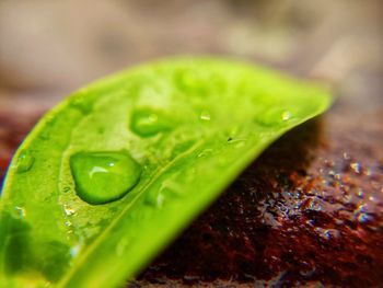 Close-up of wet leaf