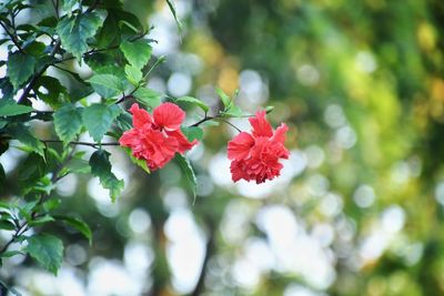 Close-up of red flowering plant