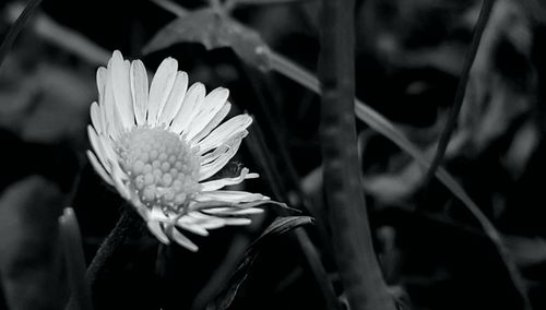 Close-up of flower blooming outdoors
