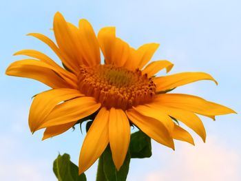 Close-up of sunflower against sky