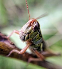 Close-up of insect on leaf