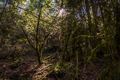 Trees in forest