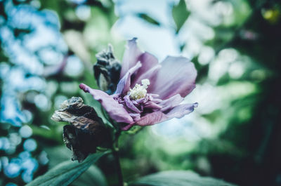 Close-up of flower against blurred background