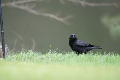 American crow perching on grassy field