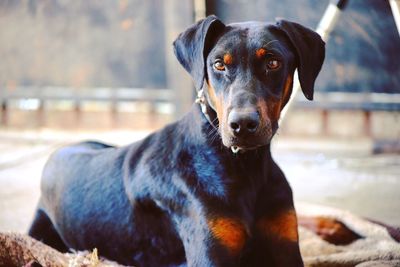 Close-up portrait of dog