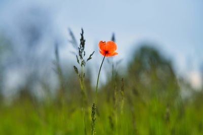 Close-up of red poppy flower on field