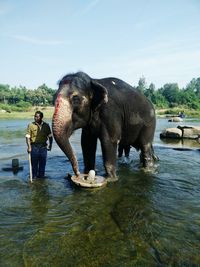 Full length of elephant in river