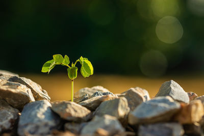 Close-up of rocks on plant