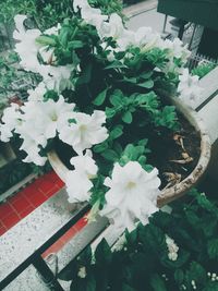 Close-up of white flowers blooming outdoors