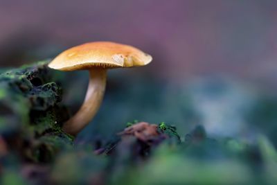 Close-up of mushroom growing on land