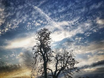 Low angle view of silhouette tree against sky