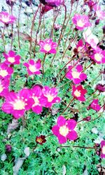 Pink flowers blooming on field