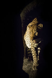 Leopard against tree at night