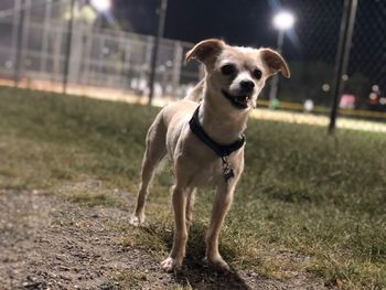Portrait of dog standing on field