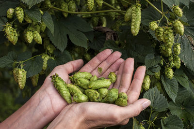 Cropped image of person holding vegetables