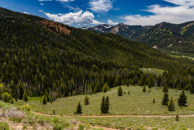 Scenic view of pine trees against sky