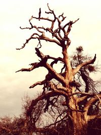 Low angle view of bare trees against sky