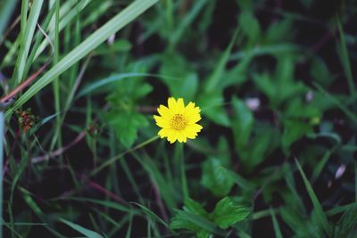 Close-up of yellow flowering plant on field