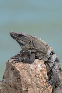 Mexican iguana resting on a rock in tulum, mexico