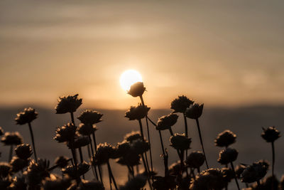 Close-up of silhouette flowering plants on field against sky during sunset