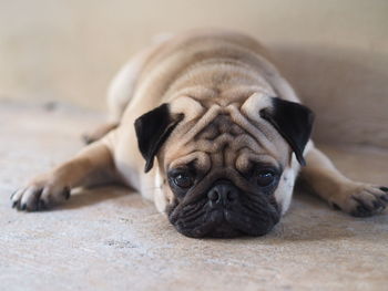 Close-up portrait of dog