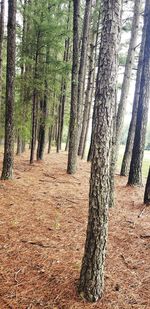 Trees in forest