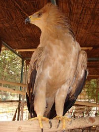 Close-up of bird perching on wood