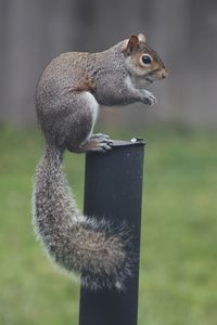 Close-up of squirrel