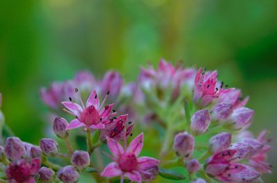 Close-up of pink flowering plant