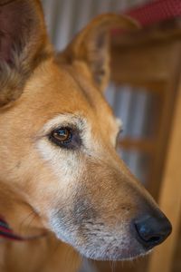 Close-up of dog looking away at home