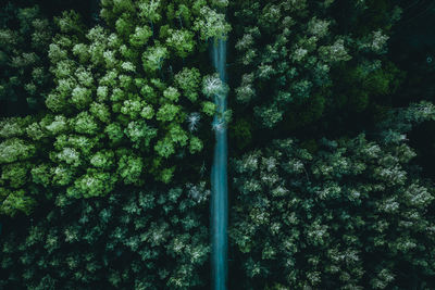 Aerial view of road in forest