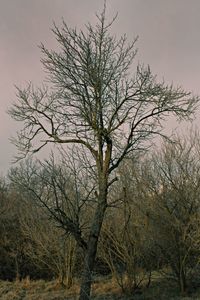 Bare trees against sky