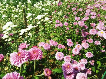 Pink flowers growing on plant