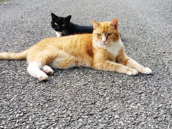 Portrait of cats resting on ground