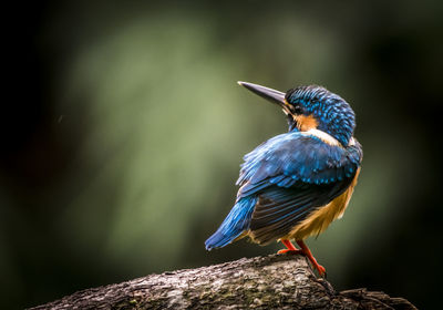 Close-up of bird perching on rock