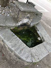 High angle view of plant growing on rock