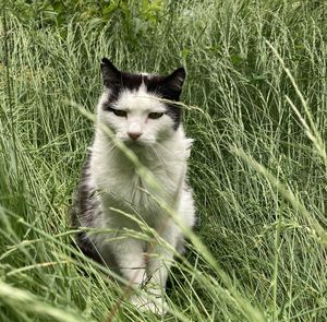 Cat on field