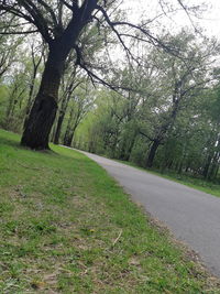 Road amidst trees in forest