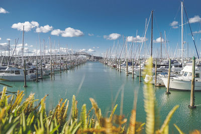 Sailboats in marina