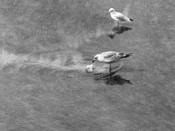 High angle view of seagull swimming in lake