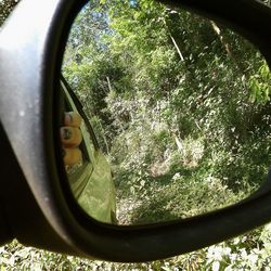 Close-up of tree trunk