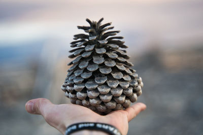 Close-up of hand holding pine cone