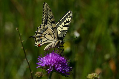 Close-up of butterfly pollinating on purple flower