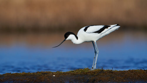 Side view of a wader bird on water