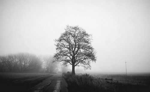 Tree against foggy sky